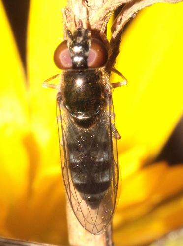 Réf. 276 365 : Platycheirus albimanus